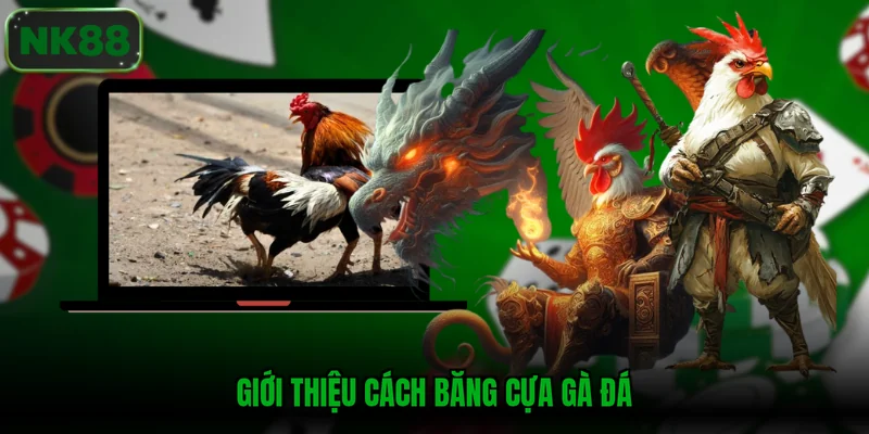 Giới thiệu cách băng cựa gà đá