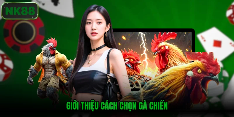 Giới thiệu cách chọn gà chiến