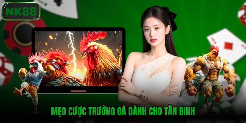 Mẹo cược trường gà dành cho tân binh