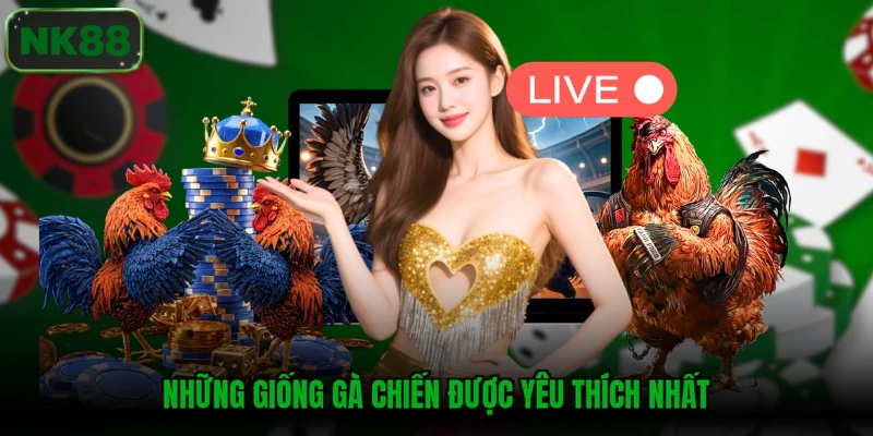 Những giống gà chiến được yêu thích nhất